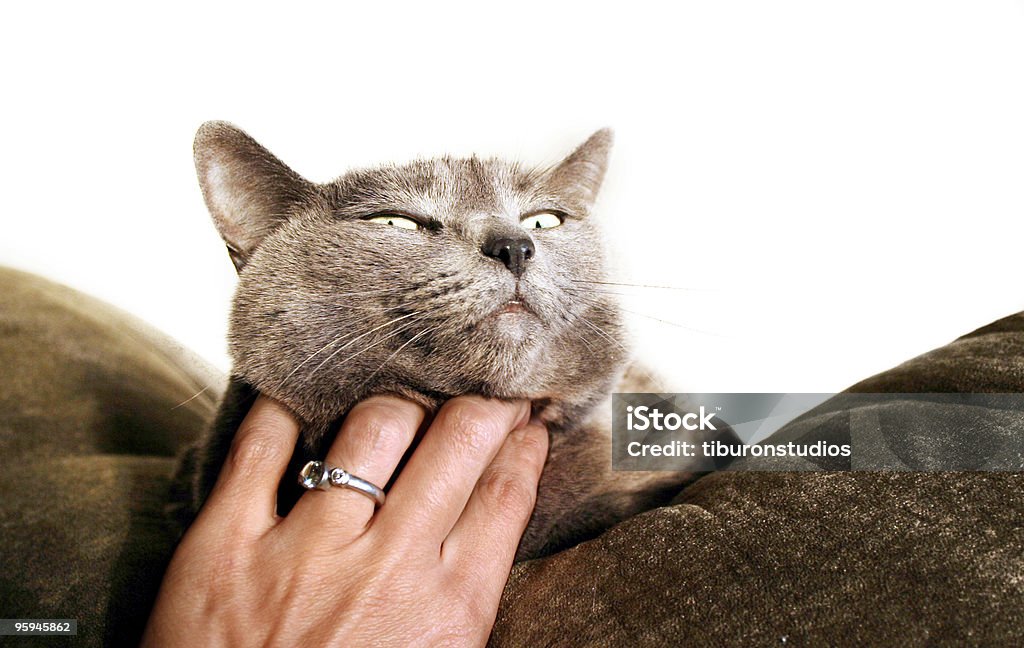 Affection  Pets Stock Photo