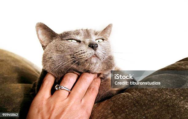 Affection Stock Photo - Download Image Now - Pets, Petting, Rubbing