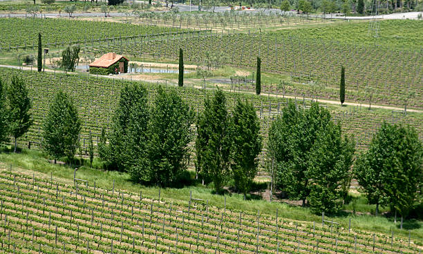vineyard - california napa valley vineyard farmhouse stock-fotos und bilder