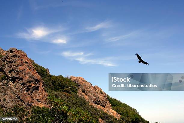 Hoch Rabengeier Im Flug Stockfoto und mehr Bilder von Anhöhe - Anhöhe, Berg, Blau