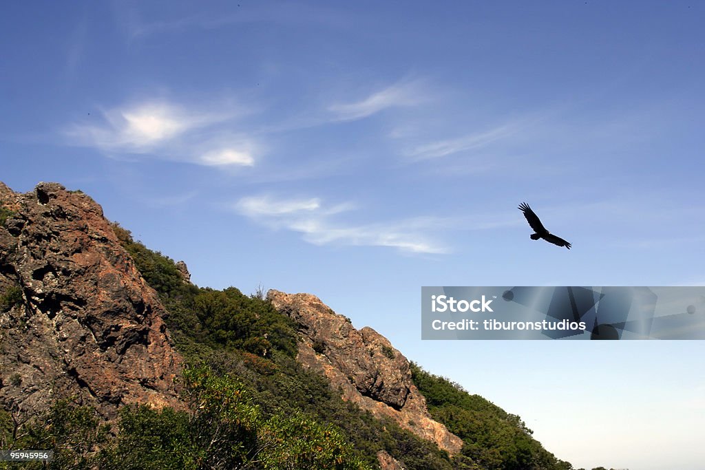 Flying alto, buitre negro en vuelo - Foto de stock de Acantilado libre de derechos