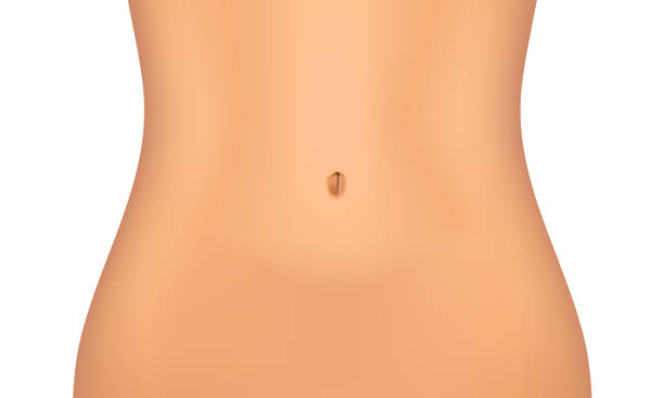 Realistic female belly. vector art illustration