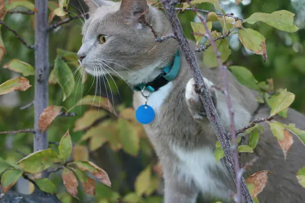 Grey cat climbing a tree.