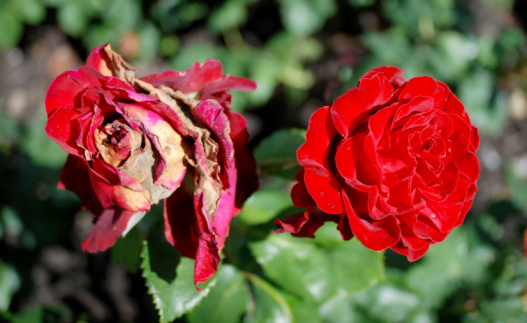 A pair of blooming beach roses (rosa Rugosa) along a Cape Cod pathway.