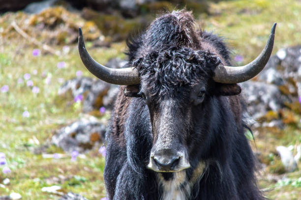 istock Wild yak at Yumthang valley, North Sikkim, Eastern Himalayas, India 959463500