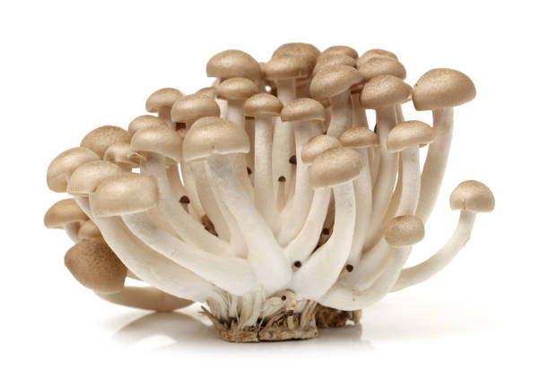 흰색 바탕에 갈색 너도 밤나무 버섯 (hypsizygus marmoreus) - 만가닥 버섯 뉴스 사진 이미지