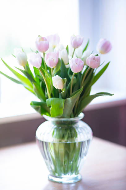 Tulips in a glass vase stand on the table at the bright window