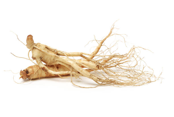 ginseng fresco aislado sobre fondo blanco - ginseng isolated root herbal medicine fotografías e imágenes de stock