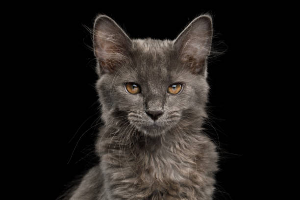 istock Kurilian Bobtail Kitten on Isolated Black Background 959467536