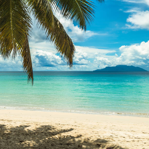 istock Tropical island beach. Perfect vacation background. 959467590