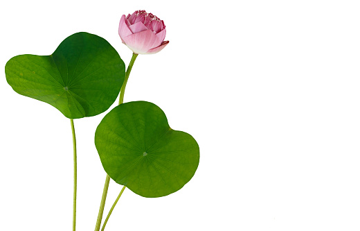 Pink lotus flower and leaves isolated on white background