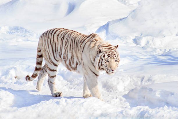 istock Wild white bengal tiger is walking on white snow. 959469012