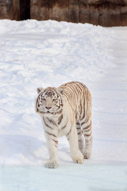 istock Wild white bengal tiger is looking into the camera. Animals in wildlife. 959469324