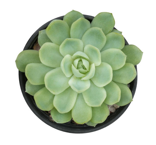 istock Cactus succulent plant top view in black plastic pot isolated on white background, clipping path included 959469752