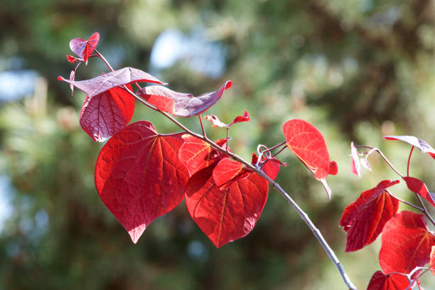 istock Red leaves of cercis canadensis 959470474