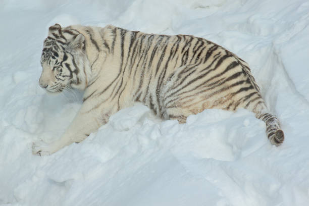 istock Wild white bengal tiger is playing on white snow. Animals in wildlife. 959470616