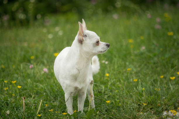 istock A little white chihuahua is playing outside 959473820