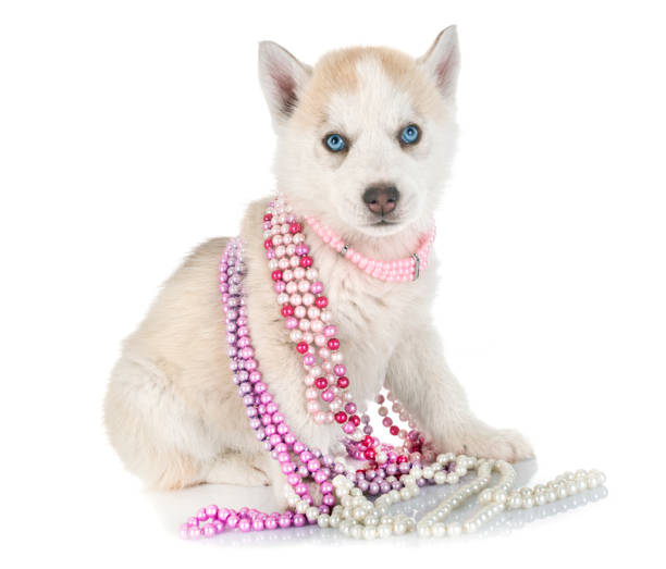 istock puppy siberian husky 959474482