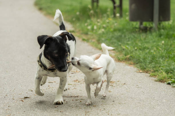 istock A Jack Russel and a Chihuahua play together 959474694