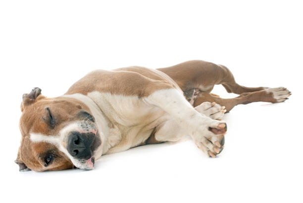 istock american staffordshire terrier 959477472