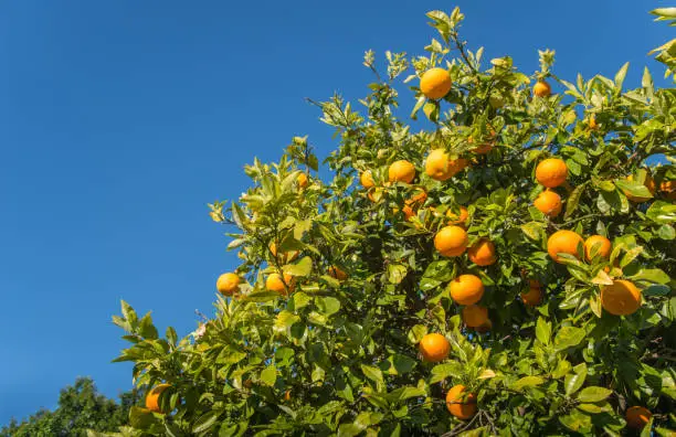 Photo of Cropped shot view of New Zealand grapefruit (Poor man's Orange) on grapefruit tree.