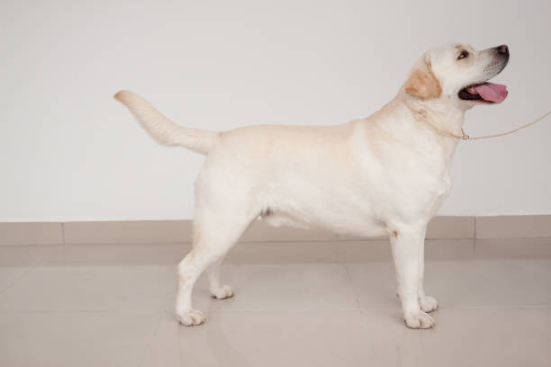 Labrador retriever is standing on a mirror flooring. Pet animals. Purebred dog.
