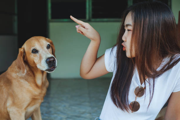 istock Young women playing with a dog ,life style . 959482036
