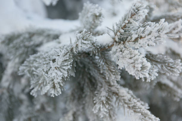 istock Snow-cowered fir branches. Winter blur background. Frost tree 959482648