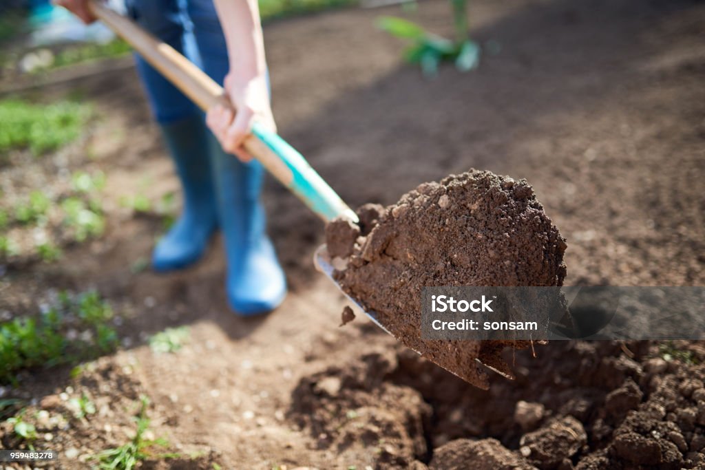 Spading Activity Work In A Garden Digging Spring Soil With Spading Fork Stock Photo ...