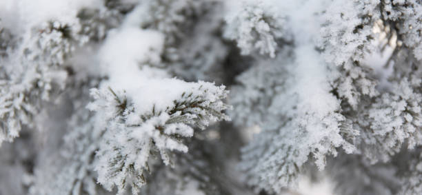 istock Snow-cowered fir branches. Winter blur background. Frost tree 959483284
