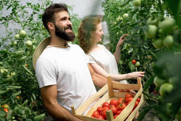 istock Young couple farming vegetables 959488242