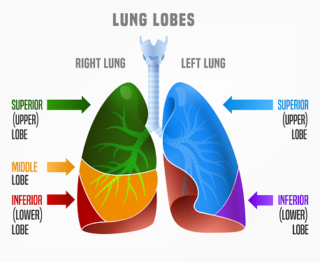 Human lungs infographic with lung lobes and their names. Vector illustration in bright colours isolated on a white background. Medical, educational and healthcare concept.