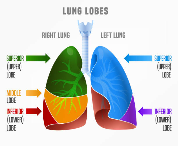 Human lungs infographic Human lungs infographic with lung lobes and their names. Vector illustration in bright colours isolated on a white background. Medical, educational and healthcare concept. lobe illustrations stock illustrations
