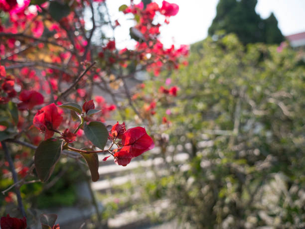 istock bougainvillea blossom , Flowers texture wallpaper 959491192