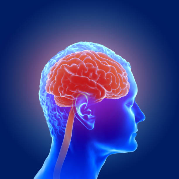 istock 3d illustration of the human brain anatomy 959492462