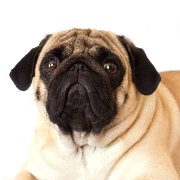 istock Pug dog isolated. Looking sad with the big eyes 959492916
