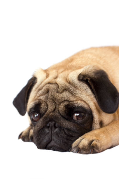 istock Pug dog isolated. Looking sad with the big eyes 959492978