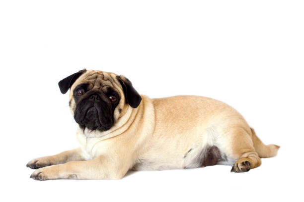 istock Pug dog isolated. Looking sad with the big eyes 959493002