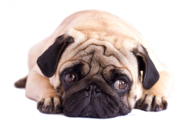 istock Pug dog isolated. Looking sad with the big eyes 959493046