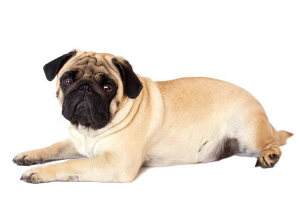 istock Pug dog isolated. Looking sad with the big eyes 959493076