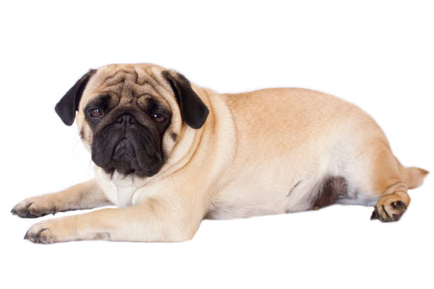 istock Pug dog isolated. Looking sad with the big eyes 959493098