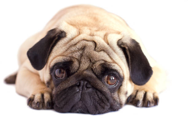 istock Pug dog isolated. Looking sad with the big eyes 959493210