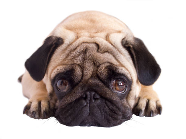 istock Pug dog isolated. Looking sad with the big eyes 959493228