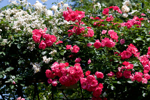 istock Cup blooms pink rose in garden 959493316