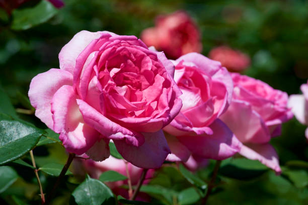 istock Pink rose in garden 959494118