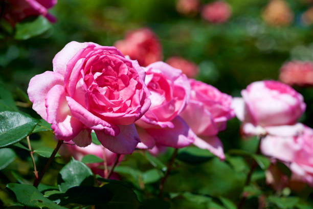 istock Pink rose in garden 959494134