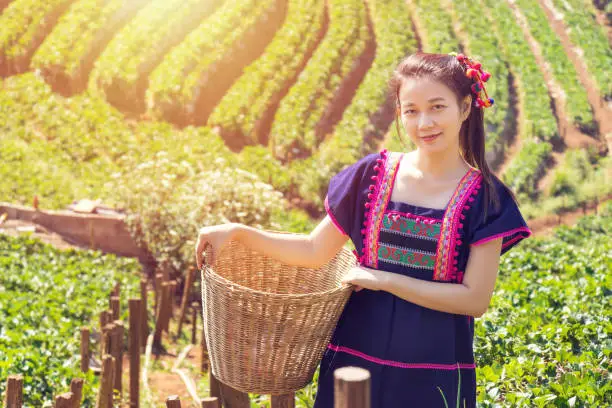 Photo of Young Tribal Asian women from Thailand picking tea leaves with smiling face on tea field plantation in the morning at doi ang khang national park , Chiang Mai, Thailand. Beautiful Asia female model