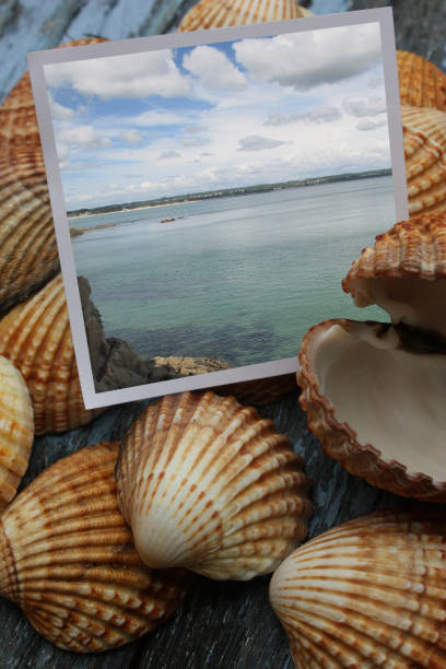istock Shells  Coastal  Breton rocky coast 959498850