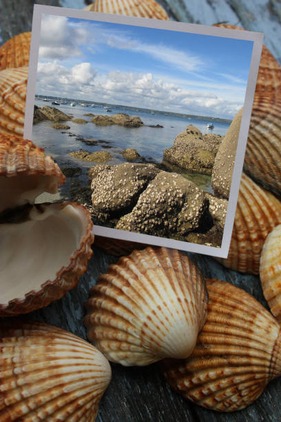 istock Shells  Coastal  Breton rocky coast 959498862