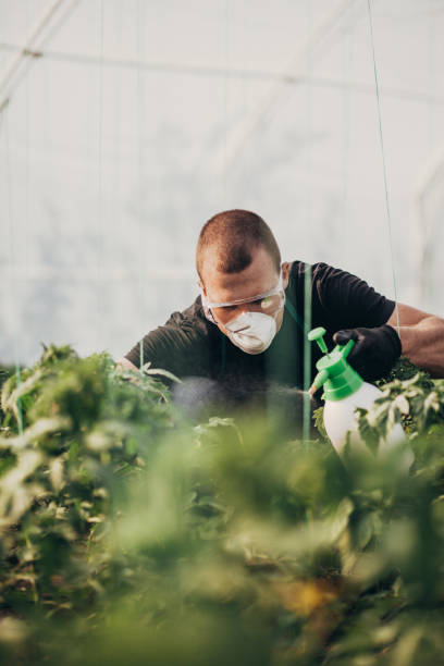 istock Young man working in the vegetable garden 959501802